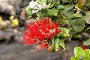 Hawaii Hilo Volcano Day Tour from Oahu Island