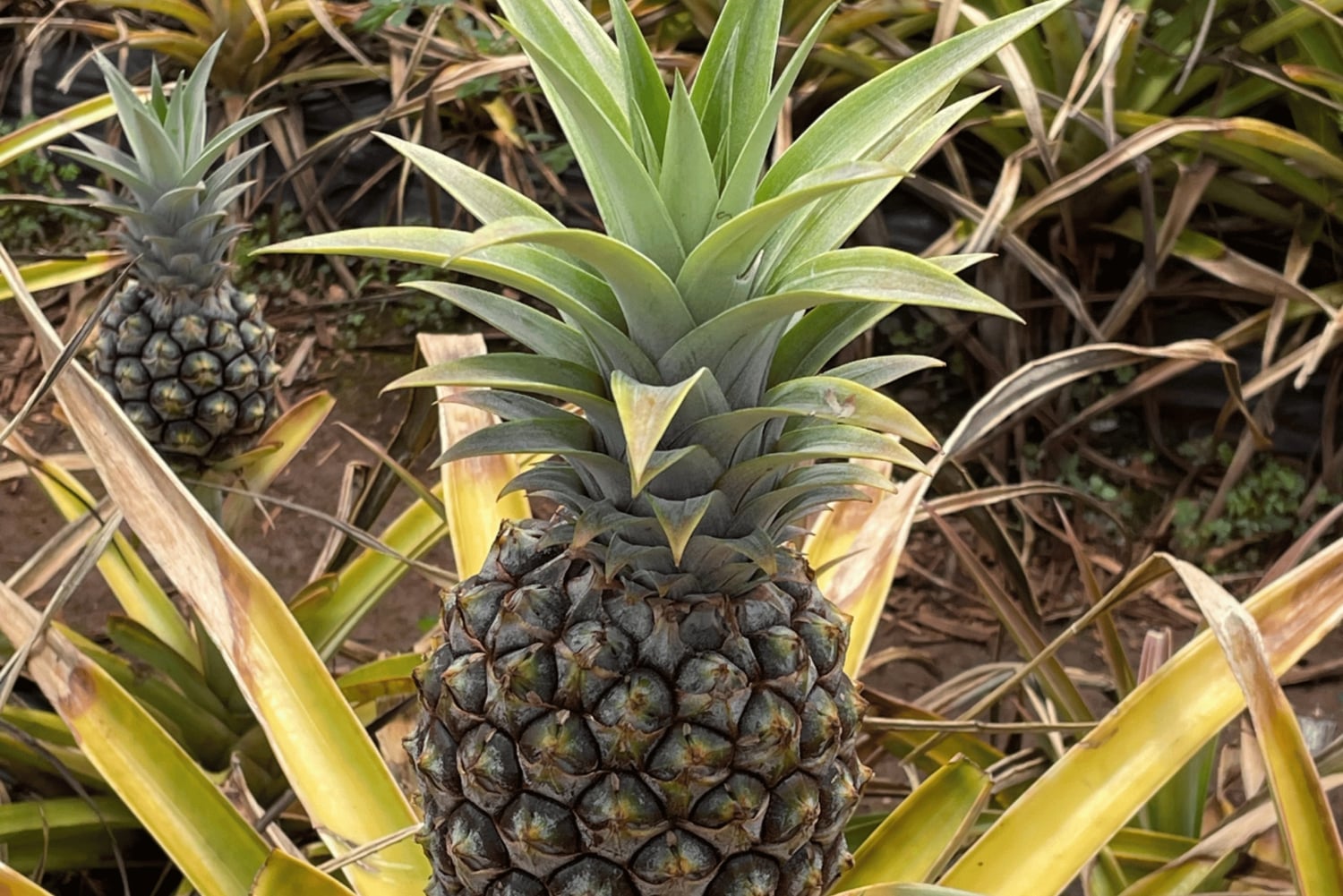 Hawaï : Pearl Harbor et aventure sur la côte nord