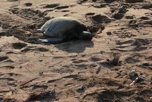 Hawaii: Avventura a Pearl Harbor e North Shore