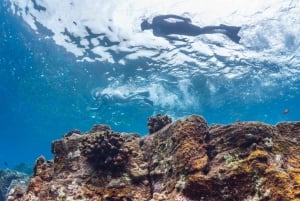 Hawaï: excursion de plongée avec tuba à Pu'uhonua O Honaunau et à la baie de Kealakekua