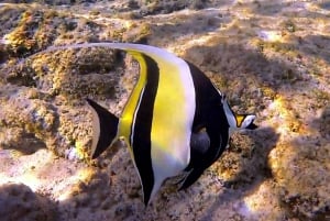 Hawaï: excursion de plongée avec tuba à Pu'uhonua O Honaunau et à la baie de Kealakekua