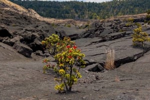 Hawaii Volcanoes National Park: Køretur med egen guide