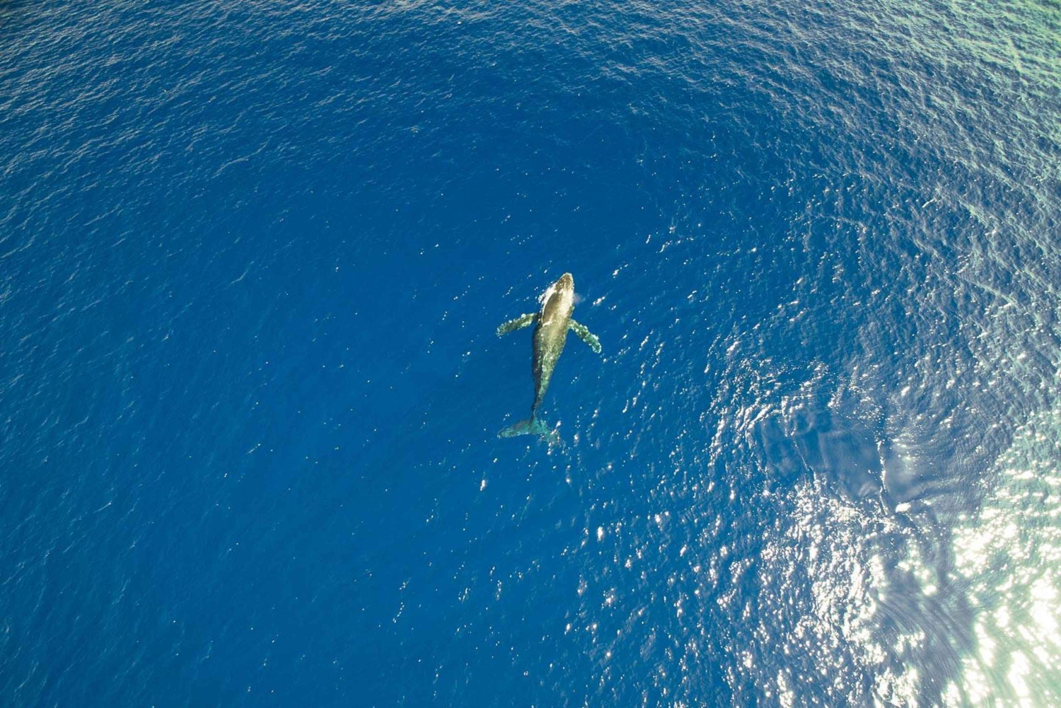 Havaí: Waikoloa Whale Watch