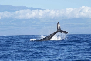 Havaí: Waikoloa Whale Watch