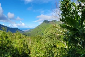 Honolulu: Hawaiian Volcanic Rainforest Hike