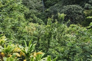 Hawaiian Waterfall Hike