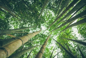 Randonnée dans les cascades hawaïennes