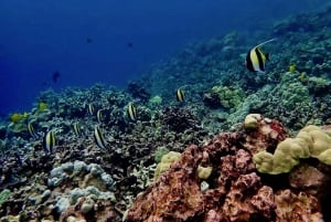 Hilo : Plongée de plage certifiée à une bouteille à Sea Turtle Cove