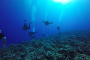 Hilo: Certyfikowane nurkowanie na plaży z 1 butlą w Sea Turtle Cove
