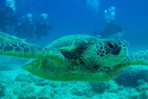 Hilo: Inmersión certificada de 1 tanque en la playa de Sea Turtle Cove