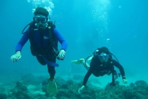 Hilo : Plongée de plage certifiée à une bouteille à Sea Turtle Cove