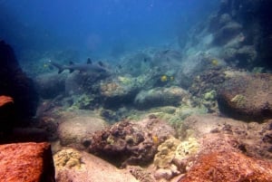 Hilo: Certifierat stranddyk med 1 tank vid Sea Turtle Cove