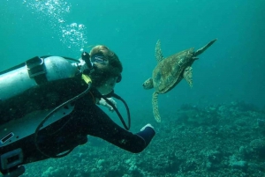 Hilo: 1-Tank Certified Beach Dive at Sea Turtle Cove