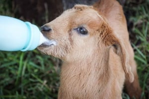 Big Island: Babyziegen füttern und knuddeln