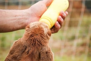 Big Island: Babyziegen füttern und knuddeln