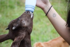 Big Island: Babyziegen füttern und knuddeln