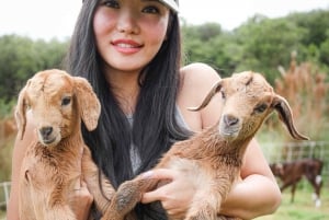 Big Island: Babyziegen füttern und knuddeln