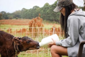 Big Island: Babyziegen füttern und knuddeln