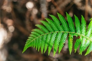 Hilo : Randonnée sur le volcan Elite