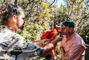 Hilo : Randonnée sur le volcan Elite