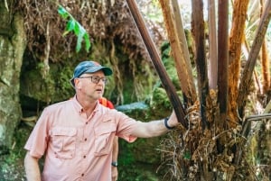 Hilo : Randonnée sur le volcan Elite