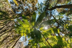 Hilo : Randonnée sur le volcan Elite
