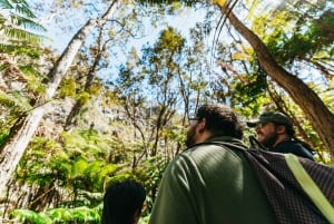 Hilo : Randonnée sur le volcan Elite