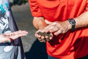Hilo : Randonnée sur le volcan Elite