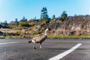 Hilo : Randonnée sur le volcan Elite