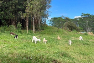 ATV-tur på Big Island