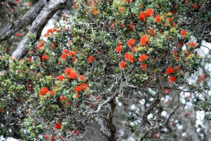 Hilo: Parque Nacional dos Vulcões do Havai e Destaques de Hilo ...