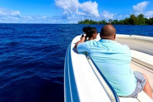 Hilo: Crucero de observación de ballenas jorobadas con aperitivos y bebidas