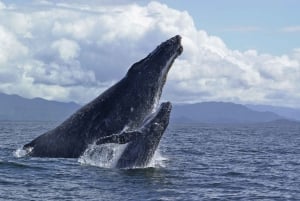 Hilo: Crucero de observación de ballenas jorobadas con aperitivos y bebidas