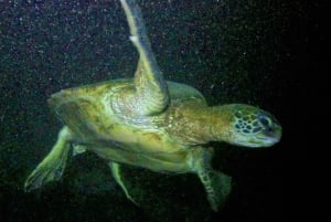 Hilo: immersione notturna per subacquei certificati