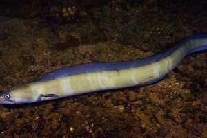 Hilo : plongée de nuit pour les plongeurs certifiés