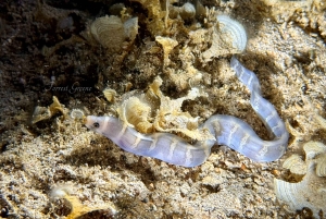 Hilo : plongée de nuit pour les plongeurs certifiés