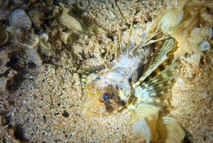 Hilo : plongée de nuit pour les plongeurs certifiés