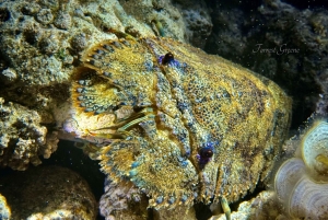 Hilo : plongée de nuit pour les plongeurs certifiés