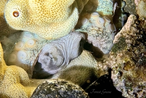 Hilo : plongée de nuit pour les plongeurs certifiés