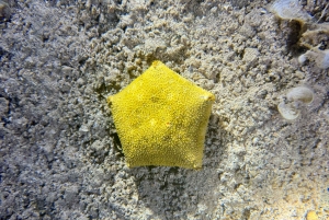 Hilo : plongée de nuit pour les plongeurs certifiés