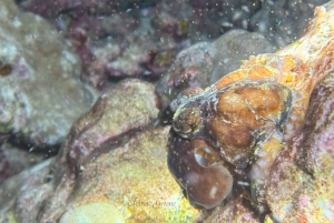 Hilo : plongée de nuit pour les plongeurs certifiés