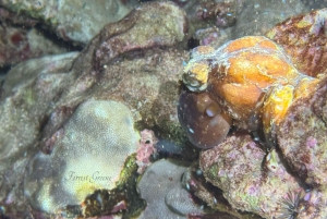 Hilo : plongée de nuit pour les plongeurs certifiés