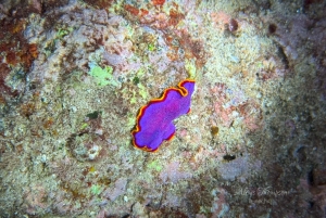 Hilo : plongée de nuit pour les plongeurs certifiés