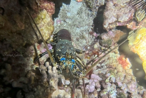 Hilo : plongée de nuit pour les plongeurs certifiés