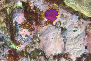 Hilo : plongée de nuit pour les plongeurs certifiés