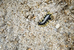 Hilo : plongée de nuit pour les plongeurs certifiés