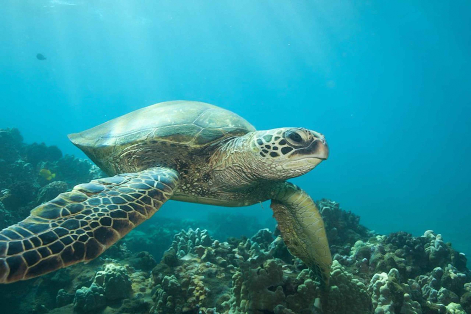 Fra Hilo: Snorkeltur til Sea Turtle Lagoon og sort strand