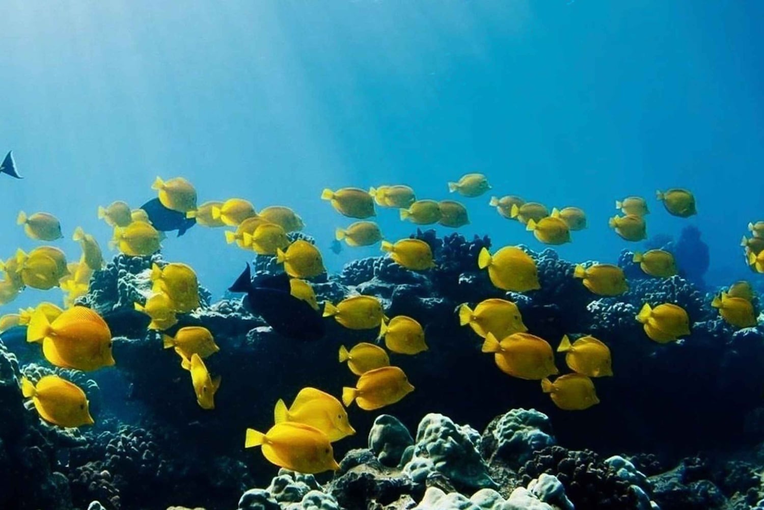 Hilo: Snorkling i havssköldpaddslagunen och på Black Sand Beach