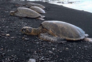 Hilo: Sea Turtle Lagoon and Black Sand Beach Snorkel