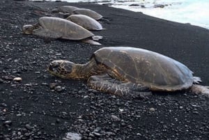 Hilo : plongée avec masque et tuba dans le lagon des tortues de mer et sur la plage de sable noir